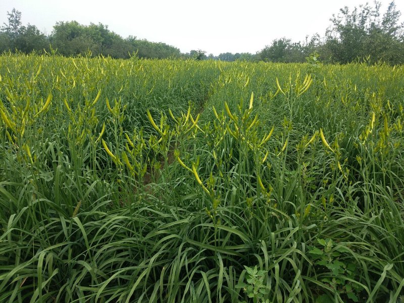 黄花菜有机蔬菜露天无公害