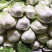 【白菜】黄心大白菜净菜3-5斤一手货源发往各大市场