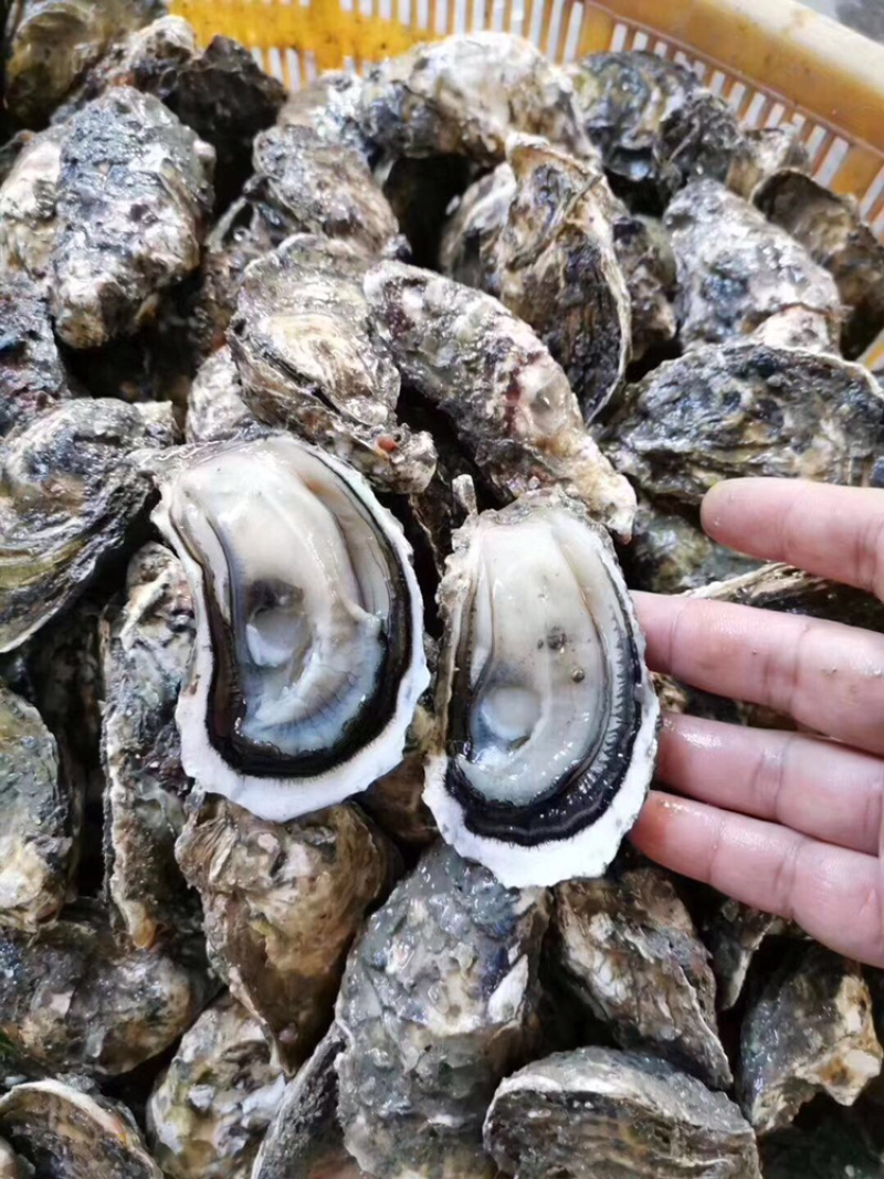 鲜活全壳生蚝壳薄肉肥每天新鲜货源稳定长期有货