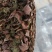 【闽之宝】台湾金线莲干品金线莲干货台湾干品整株