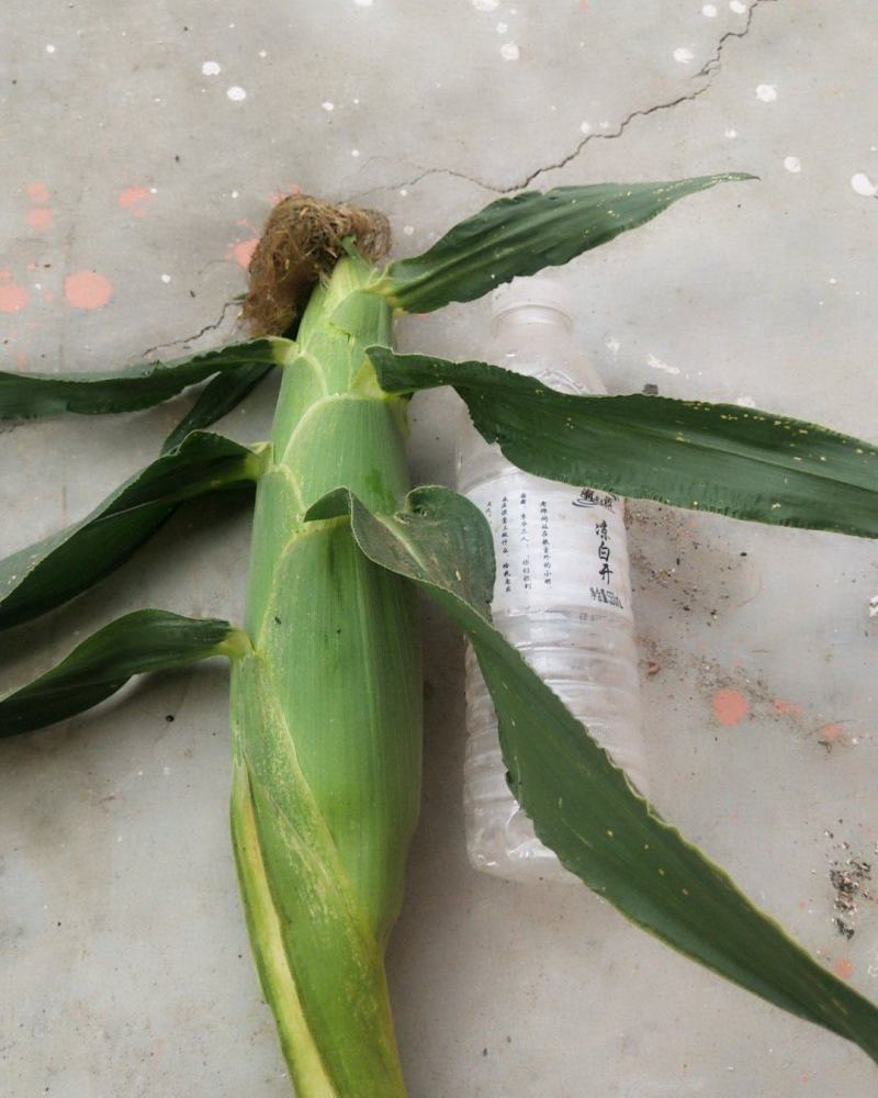 水果玉米