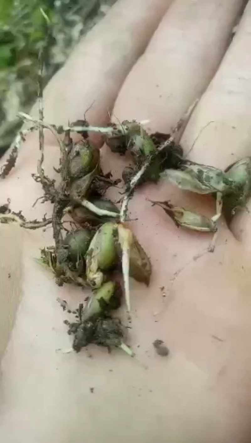 八月竹苗