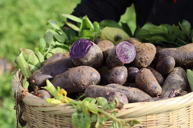 山东新鲜黑土豆，黑金刚土豆，一件代发，常年供应，一手货源