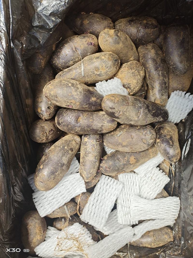山东新鲜黑土豆，黑金刚土豆，一件代发，常年供应，一手货源