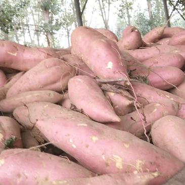 西瓜红，红薯上市中，种植面积大，品种多，需要的联系！