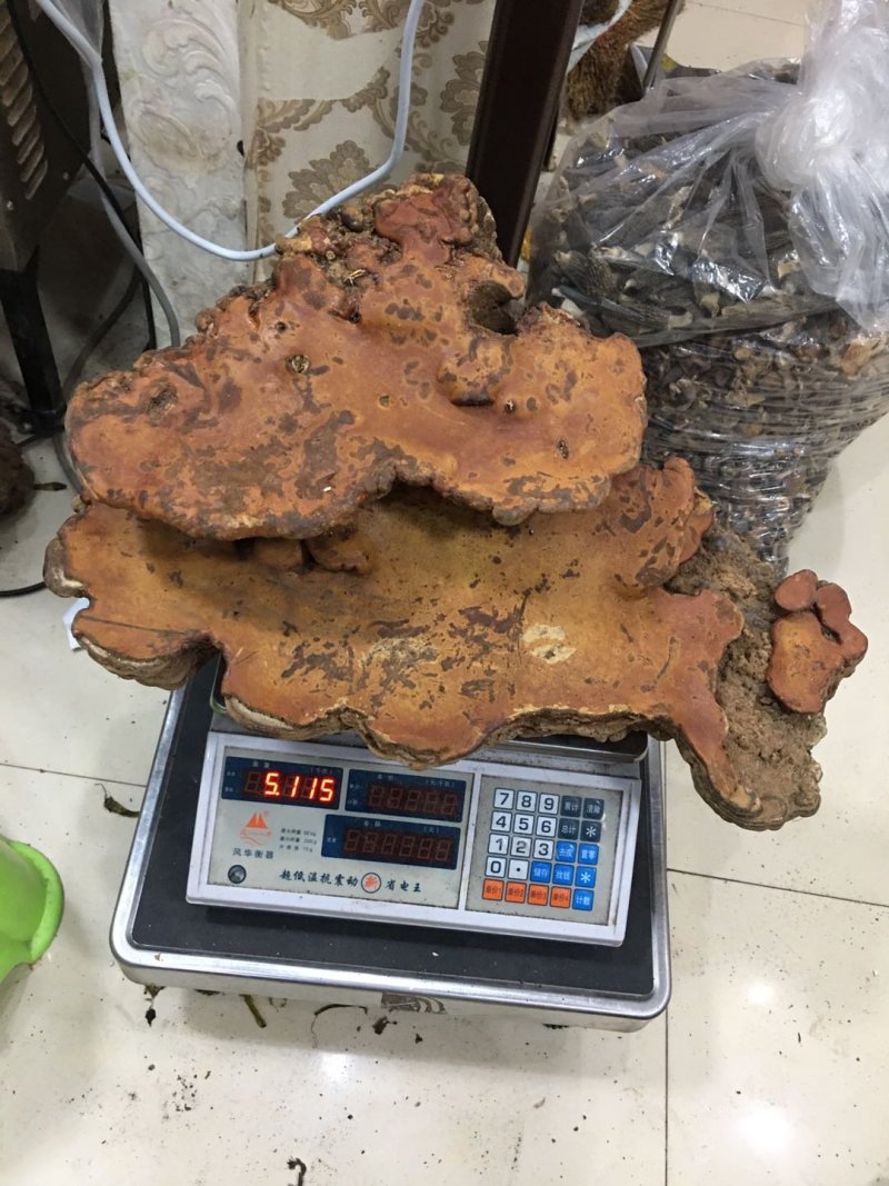 纯野生：品质红豆杉灵芝.西藏灵芝.牛樟芝。