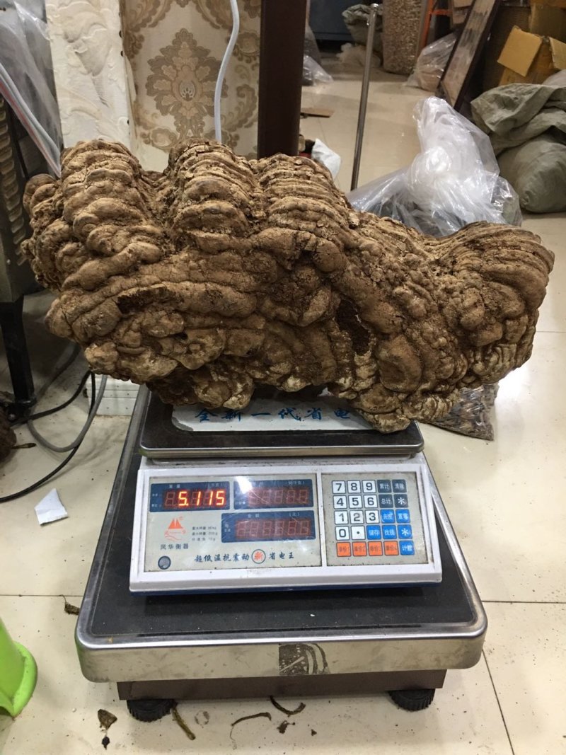 纯野生：品质红豆杉灵芝.西藏灵芝.牛樟芝。