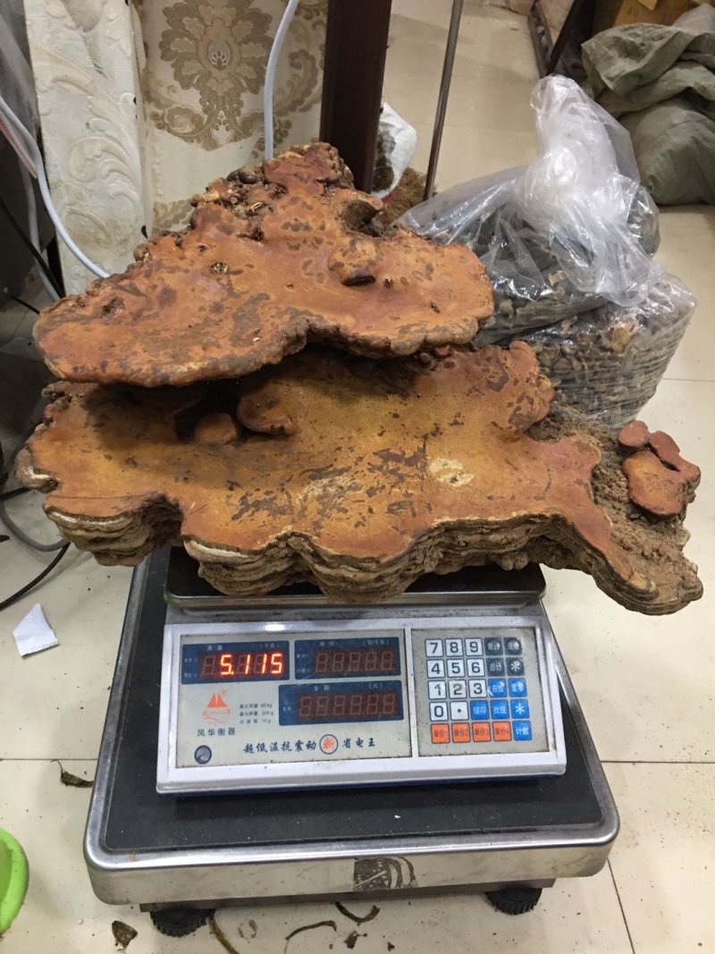 纯野生：品质红豆杉灵芝.西藏灵芝.牛樟芝。