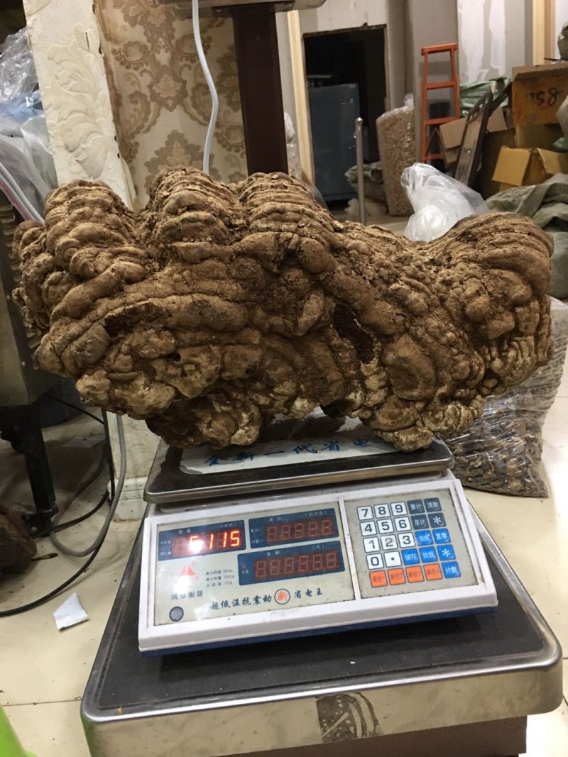 纯野生：品质红豆杉灵芝.西藏灵芝.牛樟芝。
