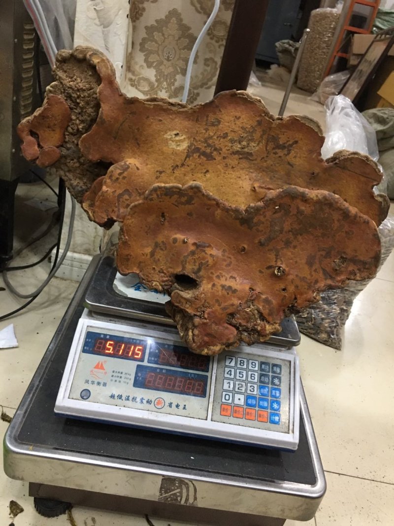 纯野生：品质红豆杉灵芝.西藏灵芝.牛樟芝。