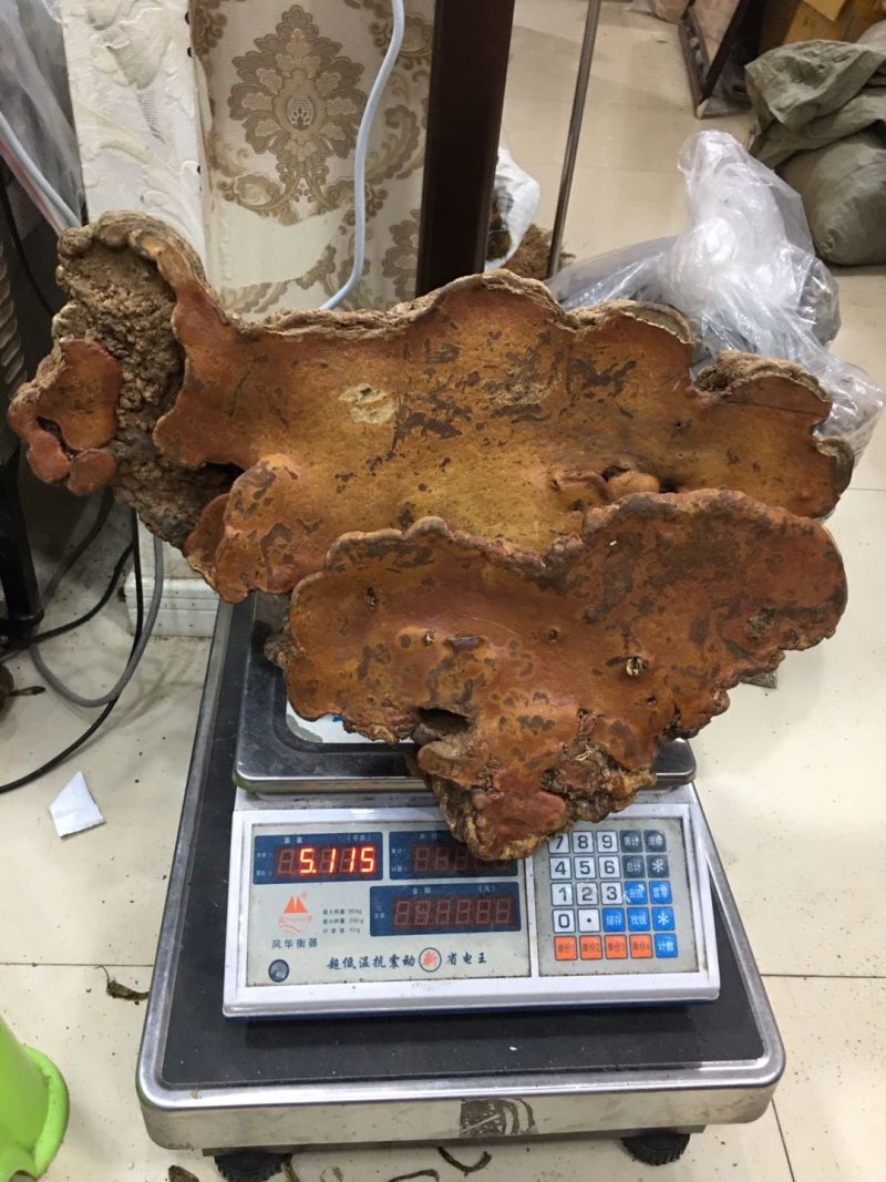 纯野生：品质红豆杉灵芝.西藏灵芝.牛樟芝。