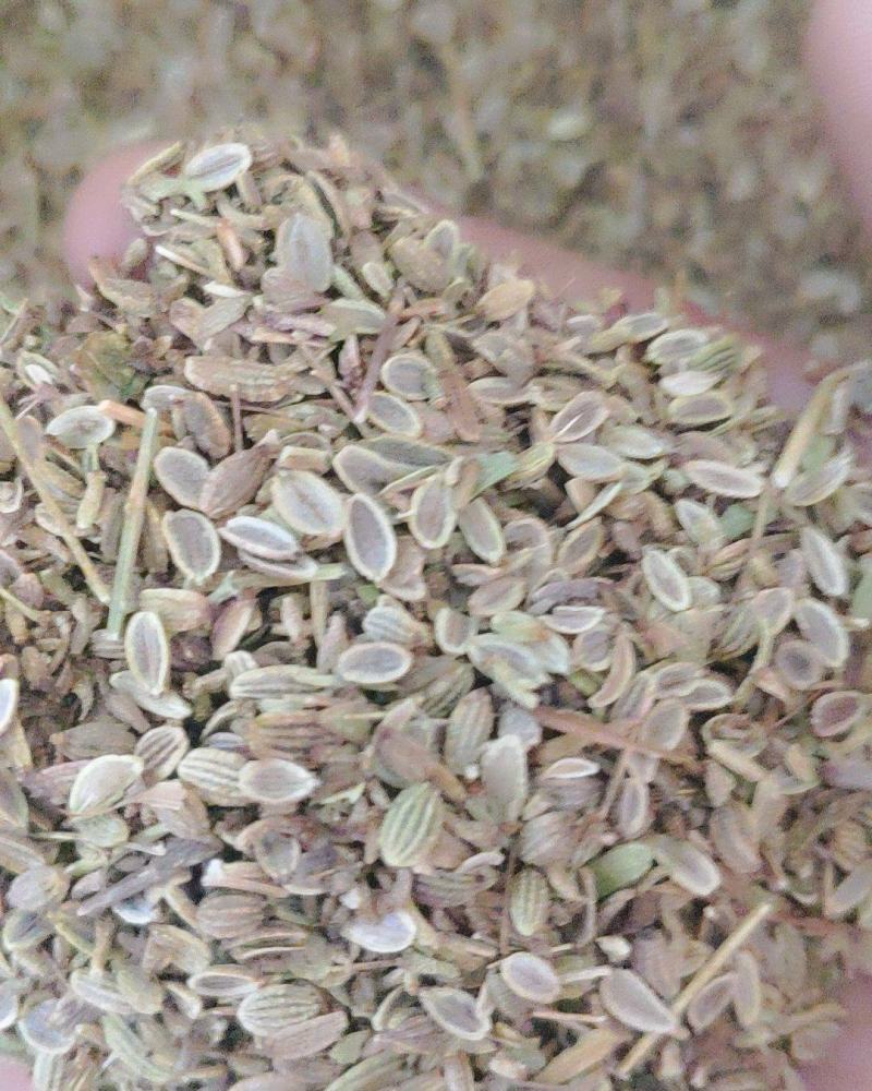 山西运城【防风种子】中条山地区的高产防风种子