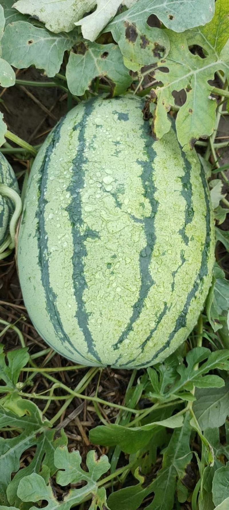 湖北西瓜，包甜包熟8分熟，基地直供，可接视频看货