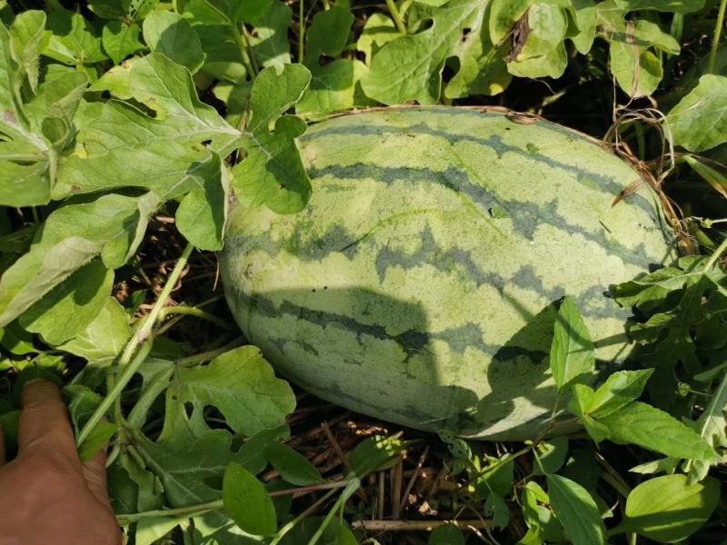 湖北西瓜，包甜包熟8分熟，基地直供，可接视频看货