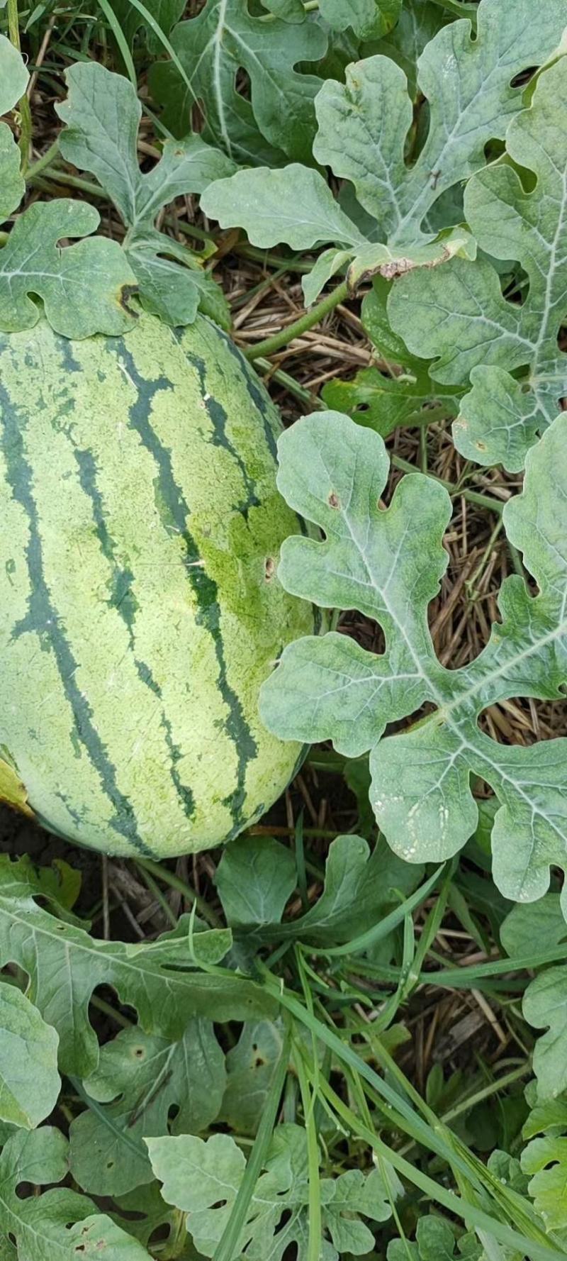 湖北西瓜，包甜包熟8分熟，基地直供，可接视频看货