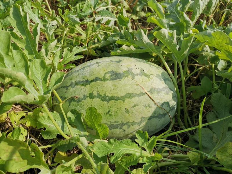 湖北西瓜，包甜包熟8分熟，基地直供，可接视频看货