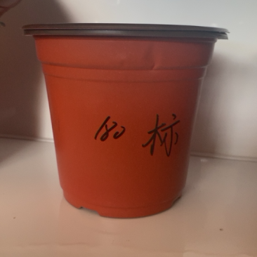双色育苗花盆，红色软花盆，育苗盆，一次性花盆