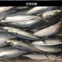 【特价促销】新鲜冷冻青条鱼青占鱼青钻鱼1斤2-3条整箱