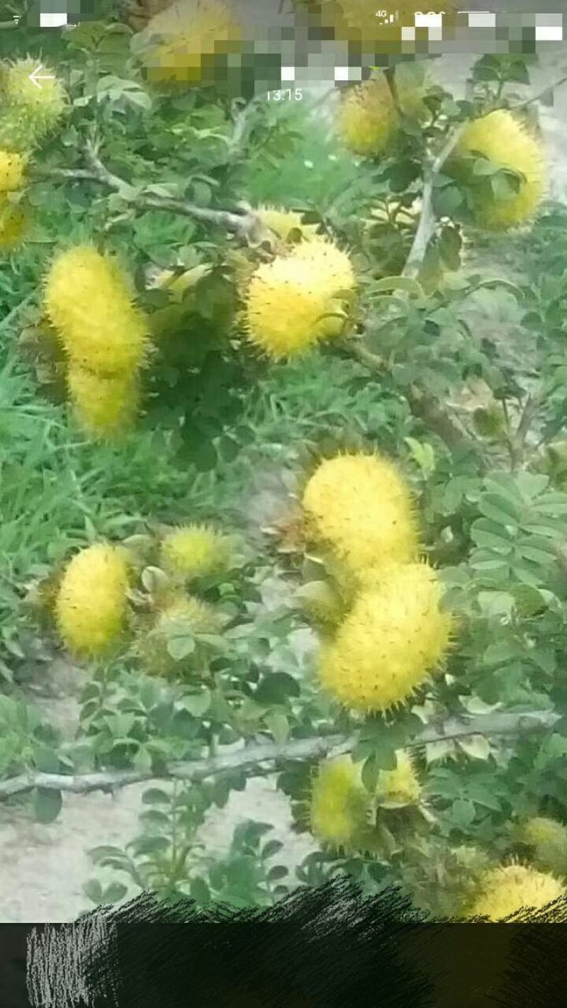 贵州刺梨鲜果，刺梨干，刺梨汁（自产自销）