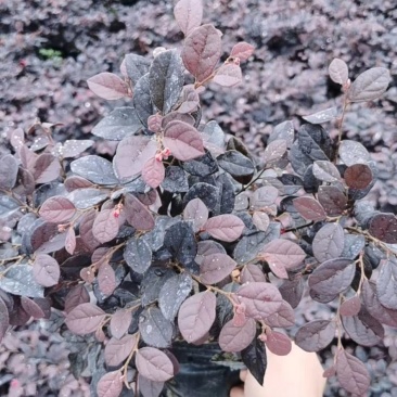 红花继木苗红花继木袋苗80—100cm红花继木球