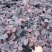 红花继木苗红花继木袋苗80—100cm红花继木球