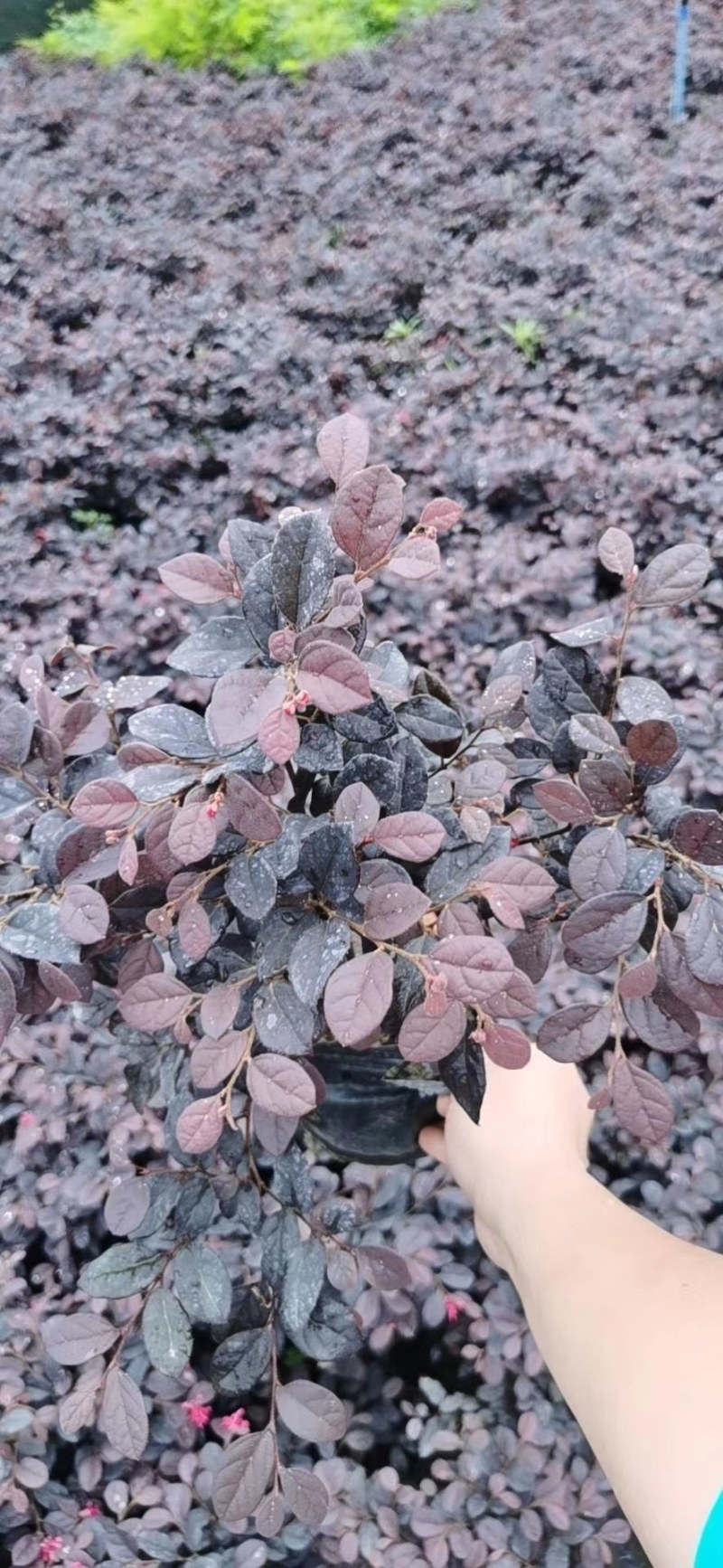 红花继木苗红花继木袋苗80—100cm红花继木球