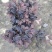 红花继木苗红花继木袋苗80—100cm红花继木球