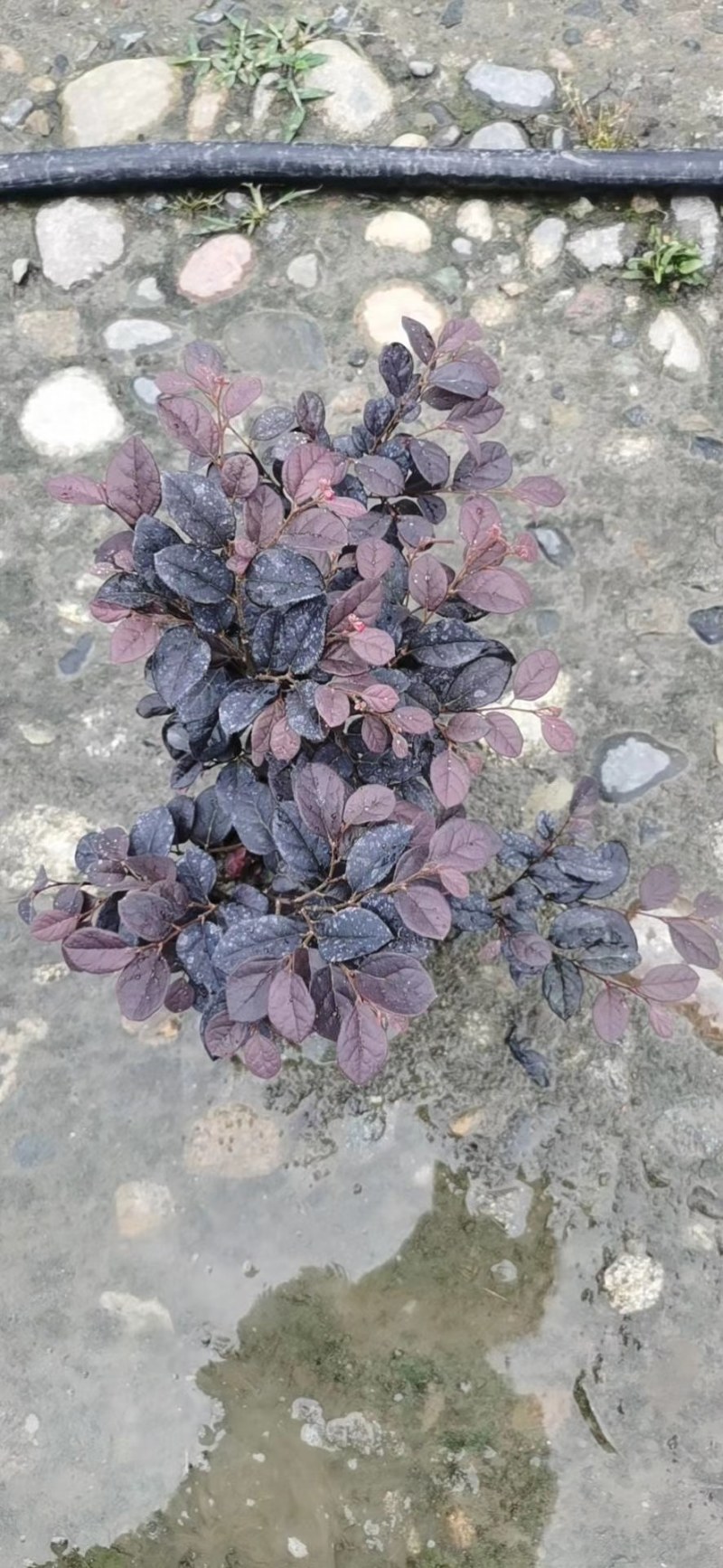 红花继木苗红花继木袋苗80—100cm红花继木球