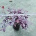 红花继木苗红花继木袋苗80—100cm红花继木球