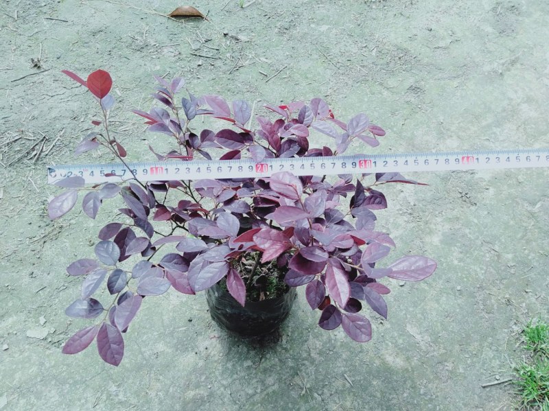 红花继木苗红花继木袋苗80—100cm红花继木球