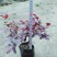 红花继木苗红花继木袋苗80—100cm红花继木球