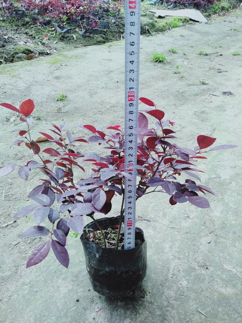 红花继木苗红花继木袋苗80—100cm红花继木球