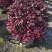 红花继木苗红花继木袋苗80—100cm红花继木球