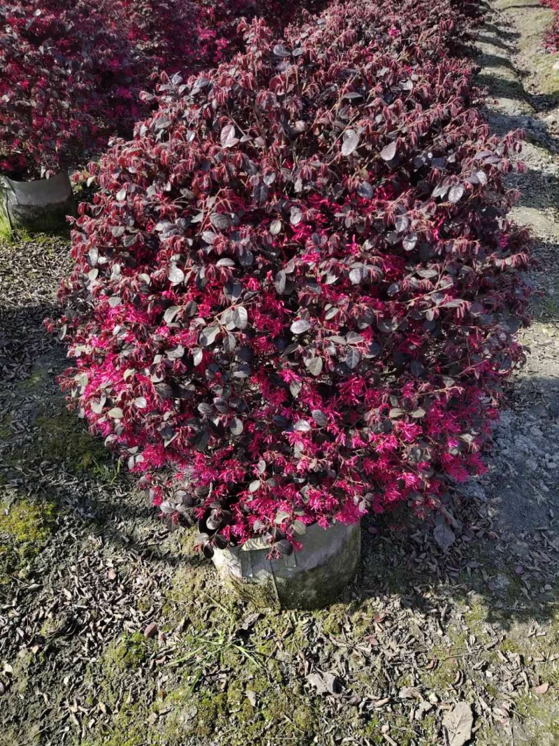 红花继木苗红花继木袋苗80—100cm红花继木球