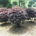 红花继木苗红花继木袋苗80—100cm红花继木球