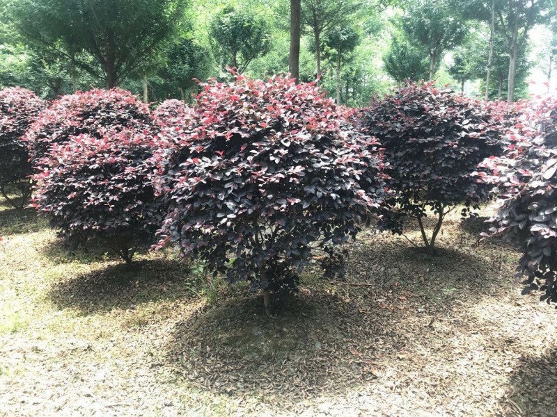 红花继木苗红花继木袋苗80—100cm红花继木球