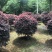 红花继木苗红花继木袋苗80—100cm红花继木球