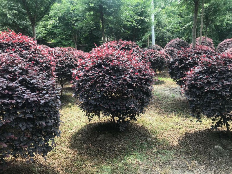 红花继木苗红花继木袋苗80—100cm红花继木球