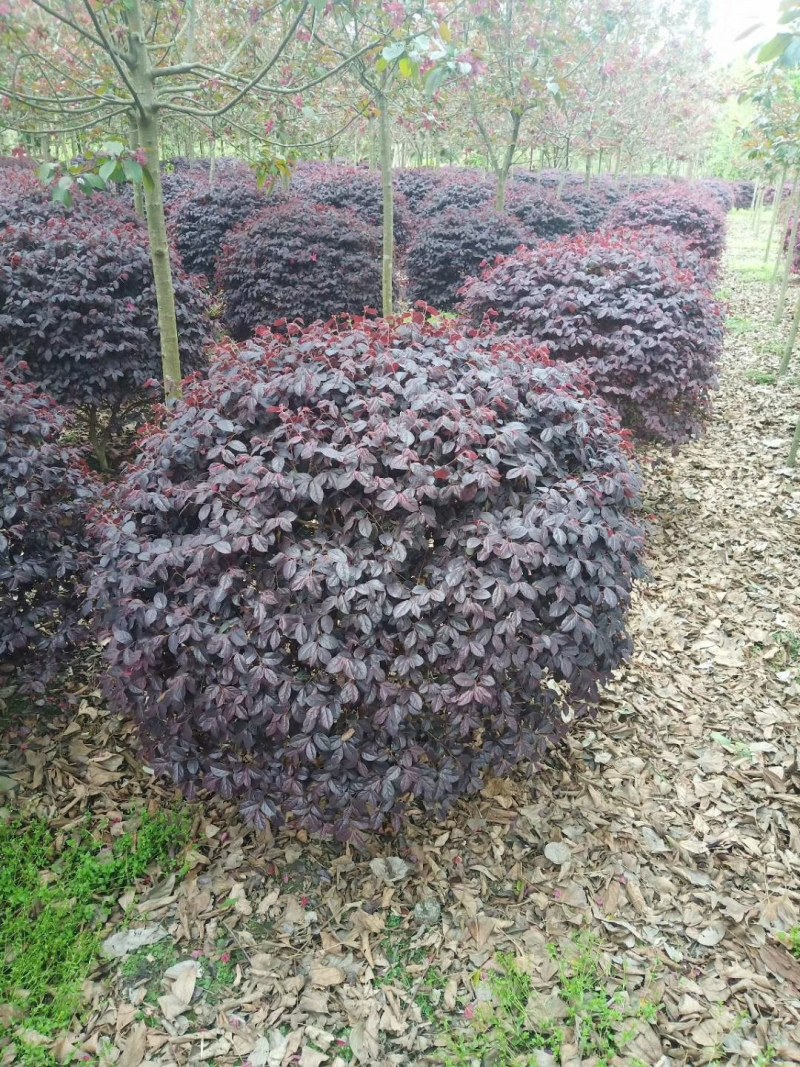 红花继木苗红花继木袋苗80—100cm红花继木球