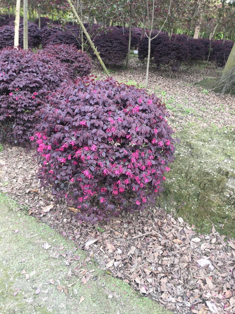 红花继木苗红花继木袋苗80—100cm红花继木球