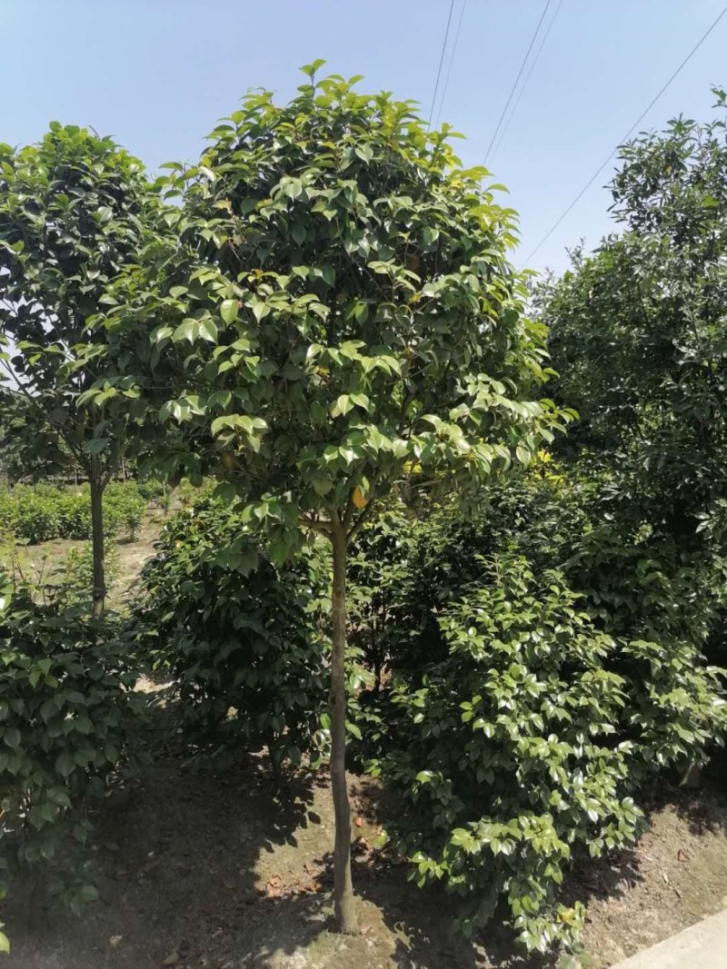高杆茶花250-300公分移栽苗