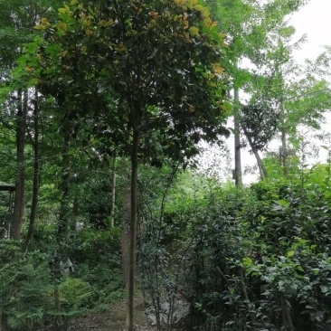 高杆茶花250-300公分移栽苗