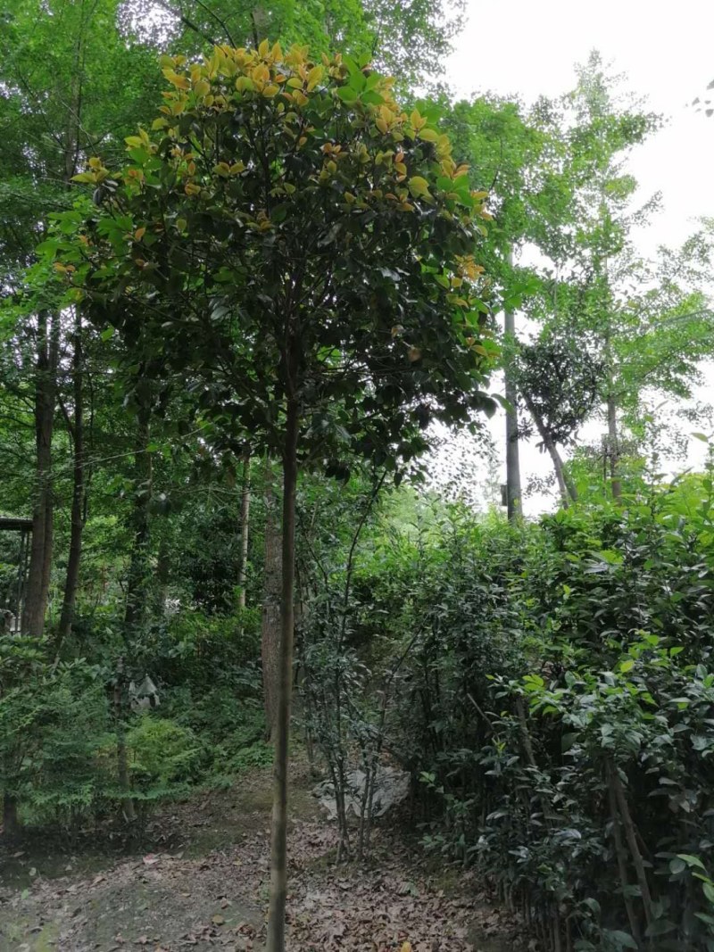 高杆茶花250-300公分移栽苗