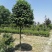 高杆茶花250-300公分移栽苗