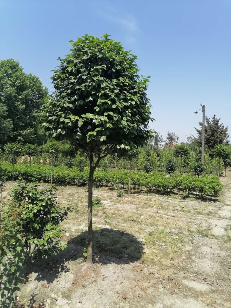 高杆茶花250-300公分移栽苗