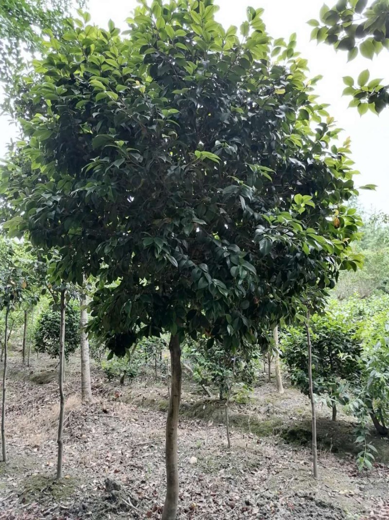 高杆茶花250-300公分移栽苗