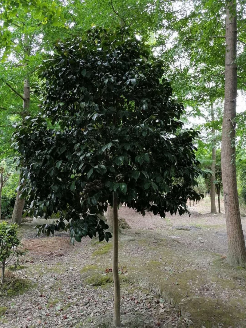 高杆茶花250-300公分移栽苗