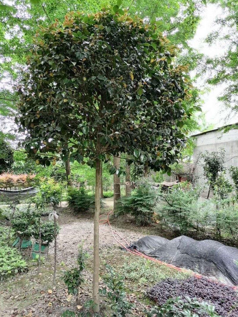 高杆茶花250-300公分移栽苗
