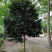 高杆茶花250-300公分移栽苗