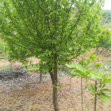 木瓜7到10公分量大有货源自家苗子